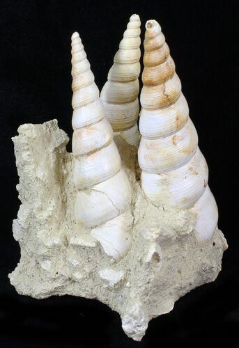Beautiful Fossil Turritella Cluster - France #29621